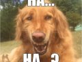 ha-ha.jpg